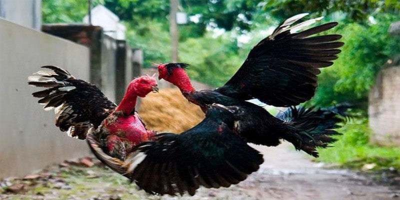 Anh em học hỏi thêm chiến lược, kinh nghiệm cho mình