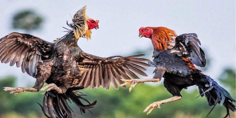 Luật và quy định chơi chọi gà Thomo được áp dụng hiện nay