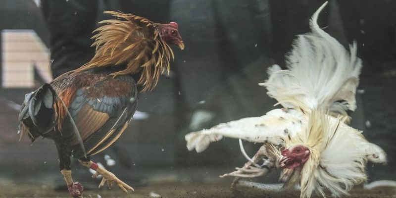Những lợi ích khi tham gia cá cược chọi gà Thomo trực tuyến